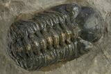 Reedops Trilobite - Atchana, Morocco #310635-2